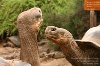 ガラパゴスゾウガメ Galapagos Giant Tortoise（固有）