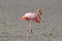 オオフラミンゴGreater Flamingo