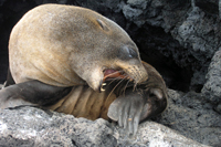 ガラパゴスオットセイGalapagos Fur Seal (固有)