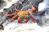 ガラパゴスベニイワガニSally Lightfoot Crab