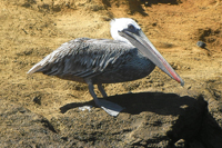 ガラパゴスカッショクペリカンGalapagos Brown Pelican (固有)