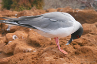 アカメカモメSwallow-Tailed Gull（固有)