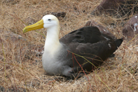 ガラパゴスアホウドリWaved Albatross （固有）