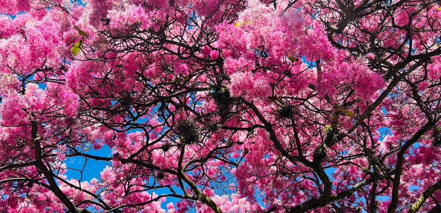 キトの夏に咲く桜？Arupo | ガラカミーノス・トラベル