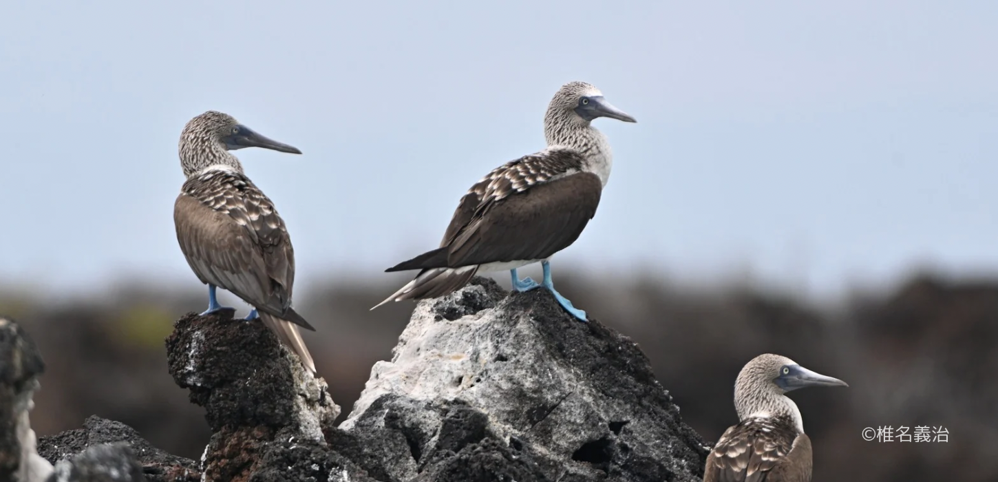ガラパゴスツアーで見られる動物たちを写真で紹介！【お客様提供