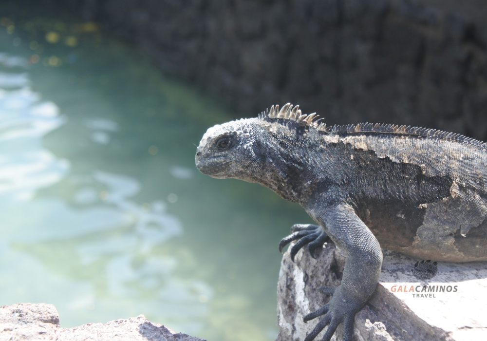 ハープタイル レプリカシリーズ ガラパゴスウミイグワナ ハープタイル レプリカシリーズ ガラパゴスウミイグワナ
