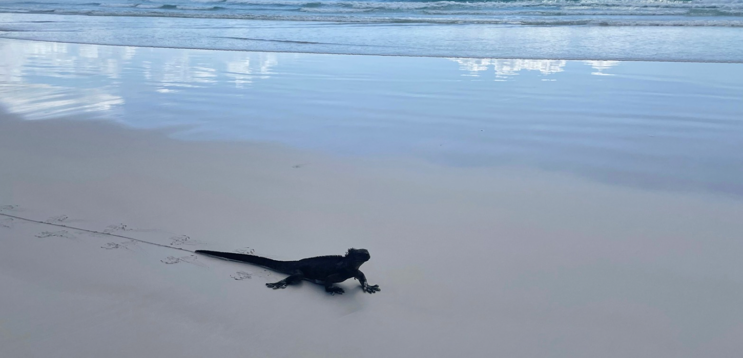 ガラパゴス諸島でしか見られないウミイグアナ | ガラカミーノス・トラベル